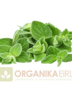 SEMILLAS DE OREGANO