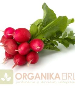 SEMILLAS DE RABANITO