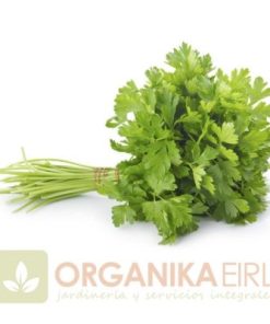 SEMILLAS DE PEREJIL LISO