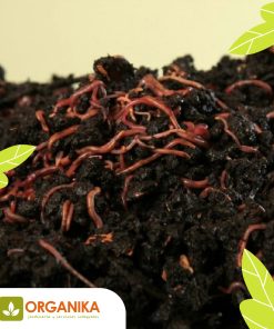 NUCLEO DE LOMBRICES ROJAS CALIFORNIANAS