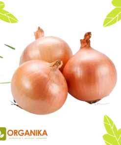 SEMILLAS DE CEBOLLA VALENCIANA
