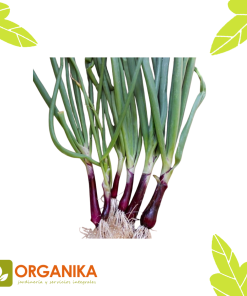 SEMILLAS DE CEBOLLIN ROJO