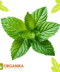 SEMILLAS DE HIERBA BUENA