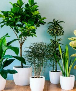 Plantas de Interior