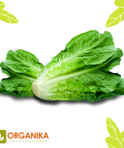 SEMILLAS DE LECHUGA COSTINA