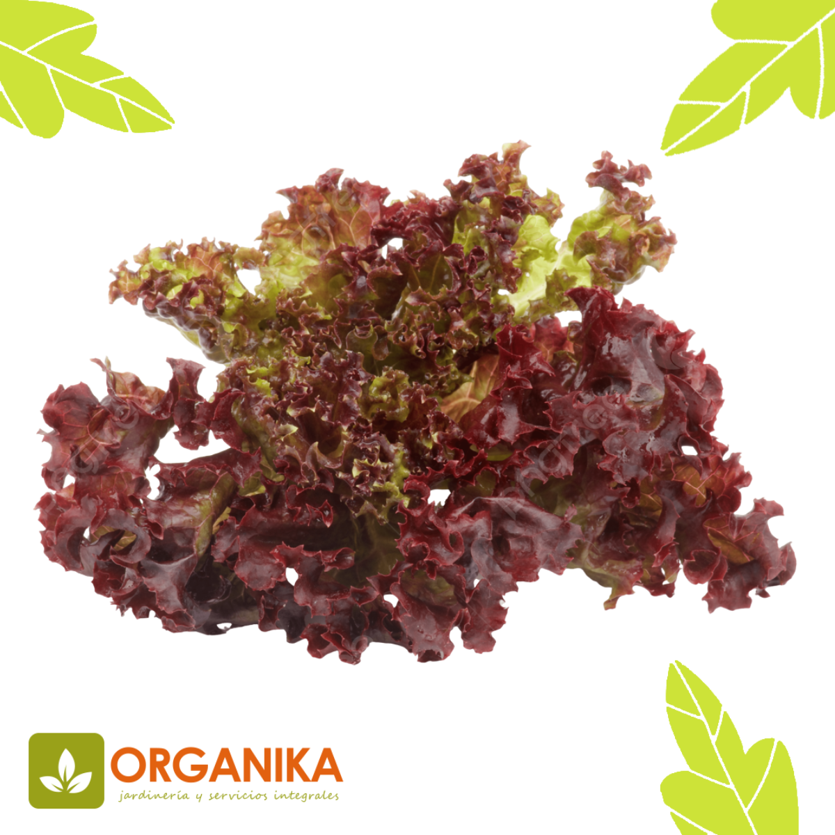 LECHUGA LOLLO ROSA