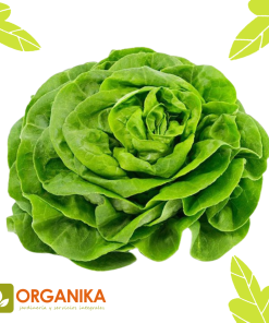 SEMILLAS DE LECHUGA MILANESA