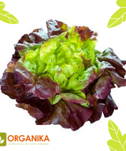 SEMILLAS DE LECHUGA MORADA
