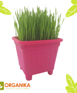 SEMILLAS PASTO PARA GATOS