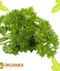 SEMILLAS DE PEREJIL CRESPO