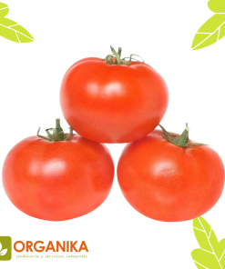 SEMILLAS DE TOMATE CAL ACE
