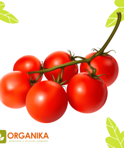 SEMILLAS DE TOMATE CHERRY