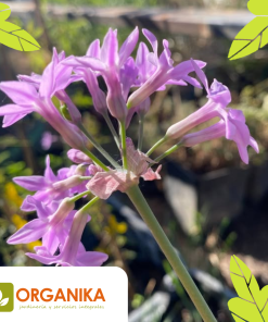 TULBAGHIA VIOLACEA