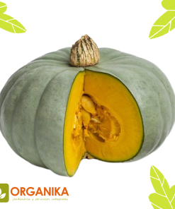 SEMILLAS DE ZAPALLO CAMOTE